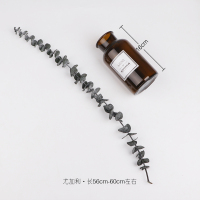 棉花干花尤加利叶diy材料拍摄道具干树枝客厅装饰摆件天然真花 尤加利叶(56-60cm)1支