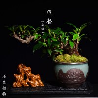 复古套组花盆绿植文竹盆栽组合带托盘菖蒲盆景多肉植物花盆小花器 望松[套组] 中等