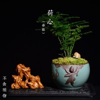 复古套组花盆绿植文竹盆栽组合带托盘菖蒲盆景多肉植物花盆小花器 荷心[套组] 中等