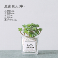 假仙人掌北欧绿植物桌面多肉盆栽摆件客厅窗室内装饰花小清新 魔南景天盆栽(中号)