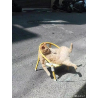 [美版加强版]3d闪耀牙齿牙贴5对 一对上下牙,共十片