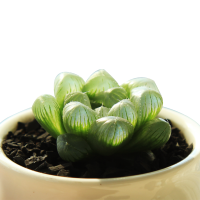 津沽园艺 多肉冰灯玉露套装 白色陶瓷盆款 含多肉营养土铺面石 创意绿植 桌面创意迷你盆栽 新手省心套装