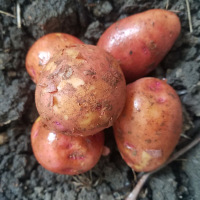 [第二件减4元]云南红皮小土豆5斤 单个约1-2两  新鲜红皮黄心土豆(2件合并一箱发货9斤)