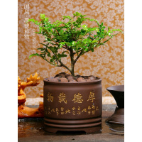 家柏饰(CORATED)清香木盆栽耐寒花卉植物九里香室内驱蚊虫四季常青绿植盆景驱蚊