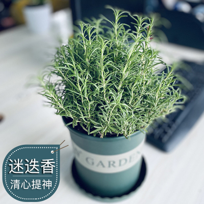 家柏饰(CORATED)迷迭香盆栽植物苗新鲜可食用西餐烘焙香料四季常青桌面绿植驱蚊