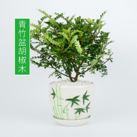 家柏饰(CORATED)驱蚊植物驱蚊卧室内防蚊盆栽清香木九里香迷迭香净化空气水培花