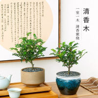 家柏饰(CORATED)清香木盆栽室内植物盆景办公室绿植驱蚊净化空气胡椒木四季常青