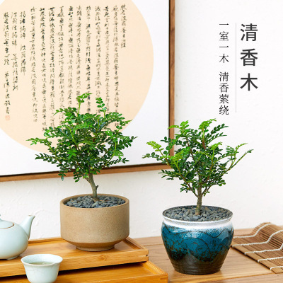 家柏饰(CORATED)清香木盆栽室内植物盆景办公室绿植驱蚊净化空气胡椒木四季常青