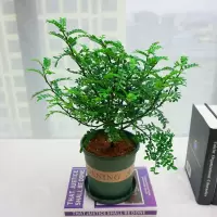 家柏饰(CORATED)驱蚊盆栽植物室内防蚊净化空气绿植花卉薄荷天竺葵清香木食虫