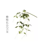 家柏饰(CORATED)仿真吊篮 垂吊植物 小萝叶绿萝 随意造型 壁挂装饰常春藤 小号小萝叶