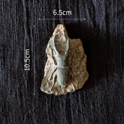 家柏饰(CORATED)史前化石系列冰箱贴 鱼骨甲虫海洋生物艺术装饰摆件另类 E八角牛