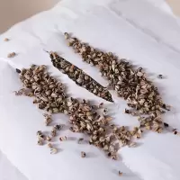 美帮汇软硬双面枕头单人学生宿舍床整头荞麦皮荞麦壳枕芯成人助高枕