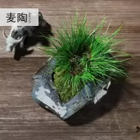美帮汇创意中式陶瓷花盆金钱菖蒲盆栽盆景家居室内绿化摆件