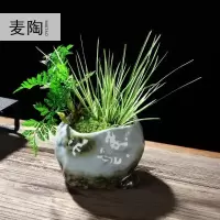 美帮汇禅创意陶瓷花盆简约个性菖蒲袖珍椰子植用室内组合盆栽装饰品