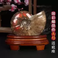 美帮汇斑彩螺吊坠斑彩螺化石发达斑彩螺摆件