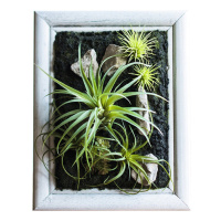 美帮汇空气凤梨装饰壁挂绿植筐画框花框相框墙面桌面摆件绿植