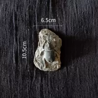 美帮汇史前化石系列冰箱贴 鱼骨甲虫海洋生物艺术装饰摆件另类 F独角仙