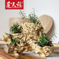 连天福有机铁皮石斛苗盆栽 办公室组合盆景 室内盆栽