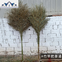 大扫把竹扫帚扫地马路扫院子的塑料丝庭院家用单个笤帚长扫室外 三维工匠