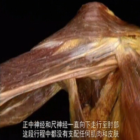 艾氏人体解剖高清中文字幕英音视频送:斯坦福临床解剖学+3D软件()