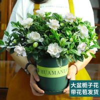 [大盆栀子花带花苞发货]栀子花盆栽室内花卉绿植水培植物HOTBEE小叶独杆树苗大盆景浓香型