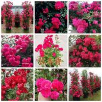 红木香花苗爬藤植物木香庭院多季开花浓香花卉盆栽大苗浓香室内HOTBEE四季常青阳台摆件