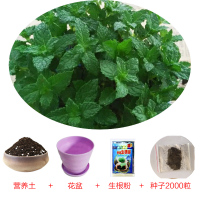 锦圃 2000粒食用薄荷种子四季播种留兰香柠檬薄荷植物种子多年生驱蚊种子盆栽