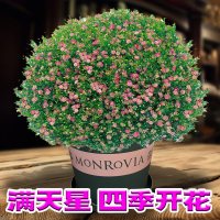 [2000粒装]满天星盆栽种子室内四季开花植物花卉室外易活花种子籽孑花草花籽