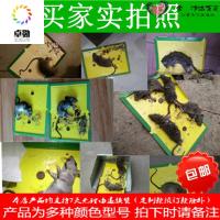 9张粘鼠板超强力粘板胶抓大老鼠贴夹笼药驱灭老鼠家用灭鼠捕鼠器