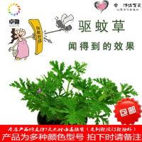 花苗盆栽驱虫防蚊香薄荷猪笼办公室内栀子花卉绿色植物