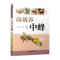 [新华书店]正版 高效养中蜂张中印9787111529361机械工业出版社 书籍