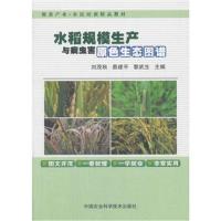 [新华书店]正版 水稻规模生产与病虫害原色生态图谱刘茂秋中国农业科学技术出版社9787511631534 书籍