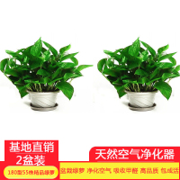 [望春花][55株原盆绿萝2盆装+送托盘]绿萝盆栽植物花卉办公室净化空气吸收苯 三氯乙烯 甲醛