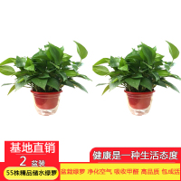 [望春花][55株原盆精品红色储水绿萝2盆装]绿萝盆栽植物花卉办公室净化空气吸收苯 三氯乙烯 甲醛