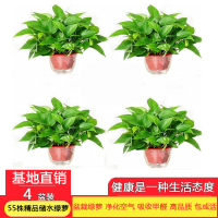 [望春花][55株原盆储水精品绿萝4盆装]绿萝盆栽植物花卉办公室净化空气吸收苯 三氯乙烯 甲醛