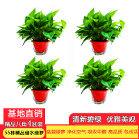 [望春花][精品红色八角储水4盆原盆绿萝]绿萝盆栽植物花卉办公室净化空气吸收苯 三氯乙烯 甲醛