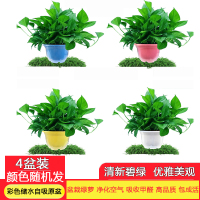 [望春花][55株彩色储水精品绿萝4盆装]绿萝盆栽植物花卉办公室净化空气吸收苯 三氯乙烯 甲醛