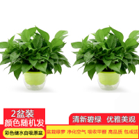 [望春花][55株淡黄色精品储水绿萝2盆装]绿萝盆栽植物花卉办公室净化空气吸收苯 三氯乙烯 甲醛