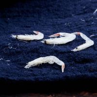 产无盐淡干烤虾皮宝宝孕妇补钙即食海米小虾米海鲜干货500g0062