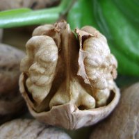 野生老树山核桃硬壳生核桃原生态不漂白