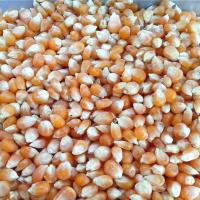 花小玉米爆裂玉米新货5斤爆米花专用小玉米苞米花原料