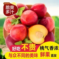 露天砀山黄肉油桃可做罐头净重3斤新鲜当季果园直采 脆甜多汁 桃气香浓