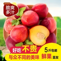 露天砀山黄肉油桃可做罐头净重5斤新鲜当季果园直采 脆甜多汁 桃气香浓
