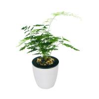 中型文竹盆栽 带原土送懒人水盆