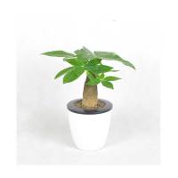 发财树 单盆