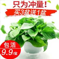 [60株]买3送1 绿萝送吸水盆+绿箩挂钩 绿箩绿萝盆栽