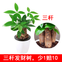 [1盆顶3盆]三杆发财树 桌面小盆栽