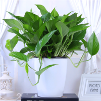 [60株]绿萝送吸水盆+绿箩挂钩 绿箩盆栽