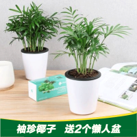 [2盆]袖珍椰子 送懒人盆