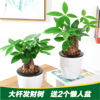 [2盆]大杆发财树 送懒人盆2个
